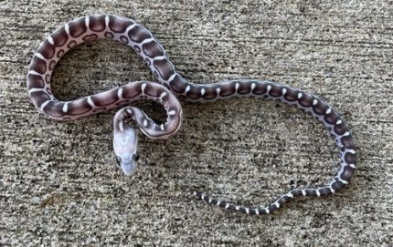 Anerythristic Scaleless Corn Snakes for sale (Pantherophis guttata)