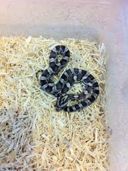 Anerythristic Corn Snake for sale