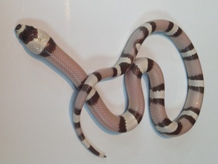 Anery Honduran Millk Snake for sale