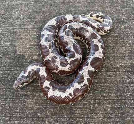 Anery sand boa for sale