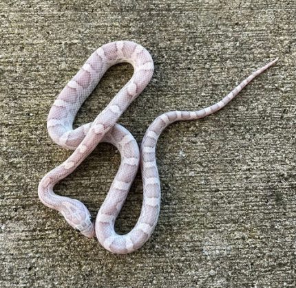 Anery Lavendar  Cornsnake (Pantherophis guttata)