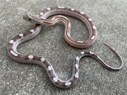 Anery Motley Corn Snake for sale | Snakes at Sunset