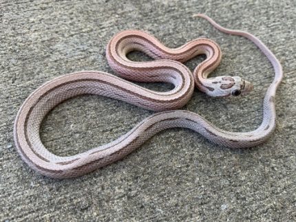 Anerythristic Striped Corn Snake for sale | Snakes at Sunset