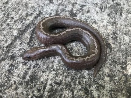Anery Striped Sand Boa for sale