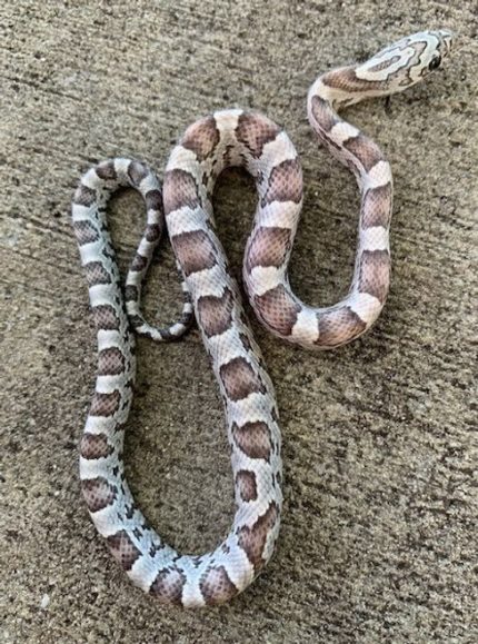 Anery Sunkissed Corn Snake for Sale