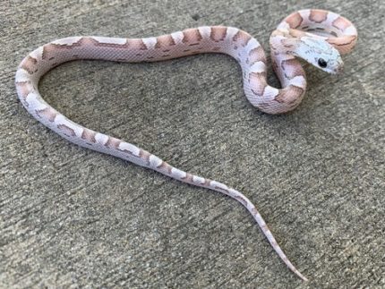 Anerythristic Sunkiss Motley Corn Snake for sale