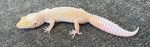Leopard Geckos for sale - females | Snakes at Sunset