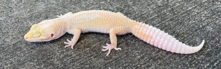 Leopard Geckos for sale - females | Snakes at Sunset