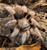 Arizona blond tarantula for sale  - Aphonopelma chalcodes