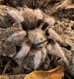 Arizona blond tarantula for sale  - Aphonopelma chalcodes