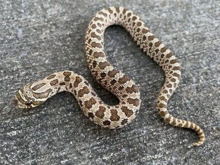 Artic Hognose snake for sale