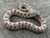 Artic Anaconda Hognose snake for sale