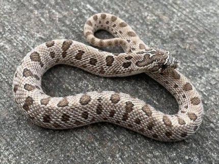 Artic Anaconda Hognose snake for sale