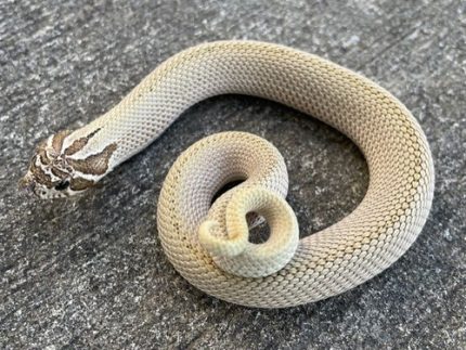 Artic Super Anaconda Hognose snake for sale