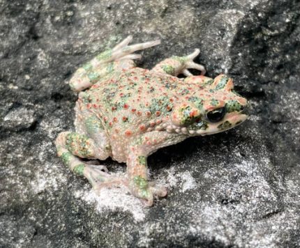 Barbarophryne brongersmai