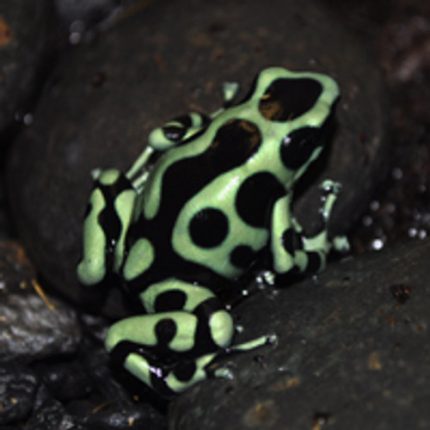 Green and Black Auratus Frogs for sale