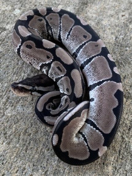 VPI Axanthic Ball Python for sale | Snakes at Sunset