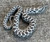 Axanthic HET snow Hognose for sale