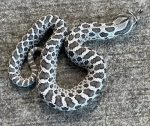 Axanthic HET snow Hognose for sale
