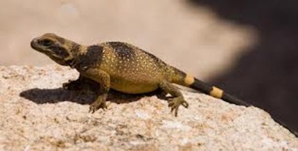 Baby Chuckwalla