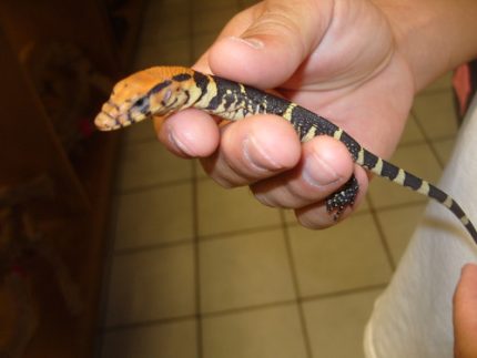 Baby Dumerils Monitors for sale