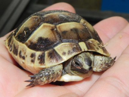 Baby Greek Tortoises for sale (Testudo graeca)