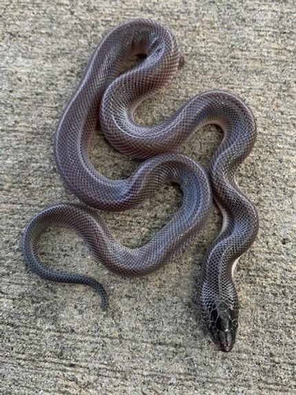 New World Python for sale (Loxocemus bicolor)