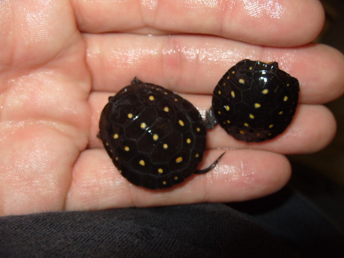 Spotted Turtles for Sale Spotted Turtles for Sale