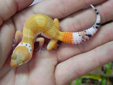 Leopard Geckos for sale