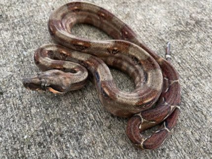 Bahia Boa Constrictor for sale