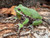 Barking Tree Frogs for sale (Hyla gratiosa)