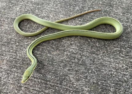 Barons Racer Snake for sale (Philodryas baroni)