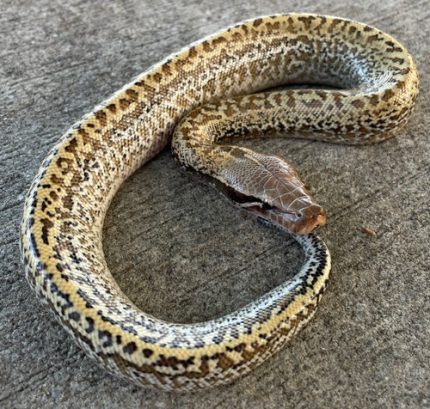 Red Blood Pythons for sale