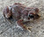 Berbers Toad for sale