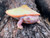 Albino Pink Belly Side Neck Turtles for sale