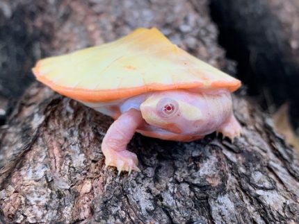 Albino Pink Belly Side Neck Turtles for sale