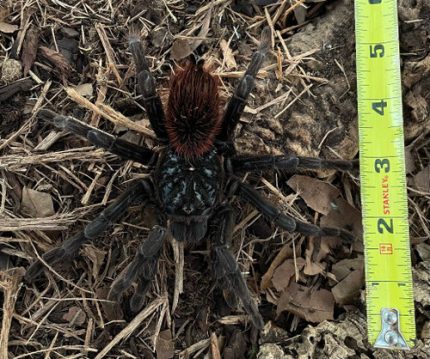 Black Fire Bird Eater Tarantula for sale (Pamphobeteus petersi)
