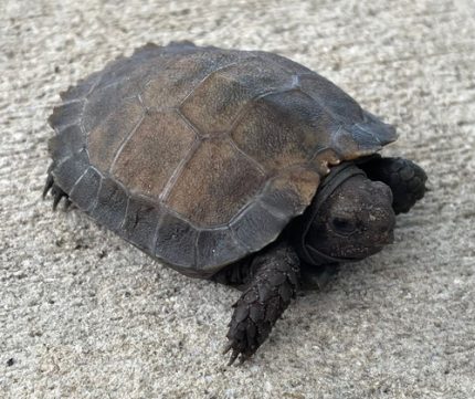 Black Mountain Tortoise for sale