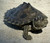 Black Eye Map Turtle (Graptemys kohni?)