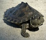 Black Eye Map Turtle (Graptemys kohni?)