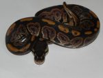 Ball Python for sale