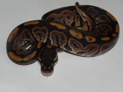 Ball Python for sale