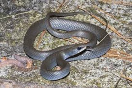 Black Racer for sale