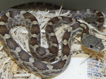 Black Rat Snake for sale