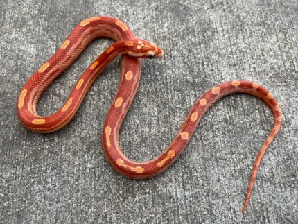 Motley Bloodred Corn Snake for sale | Snakes at Sunset