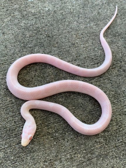 Blizzard Corn Snake for sale | Snakes at Sunset