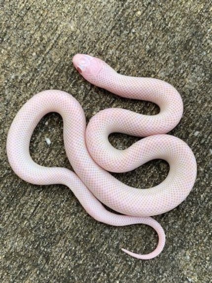Blizzard Desert King Snake for sale