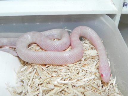 Blizzard Kingsnakes for sale