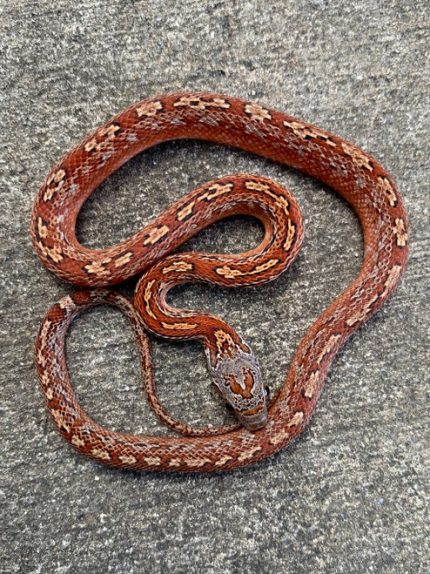 Blood Red Tessera Corn Snake for sale | Snakes at Sunset