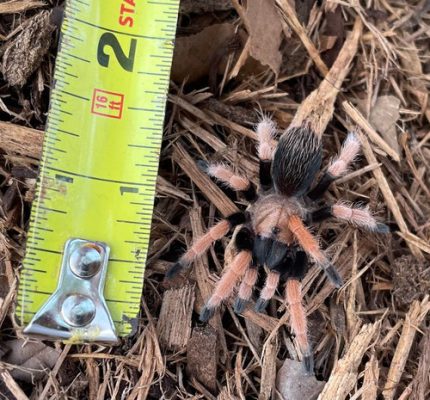 Mexican Blood Leg Tarantula for sale ( Aphonopelma bicoloratum)